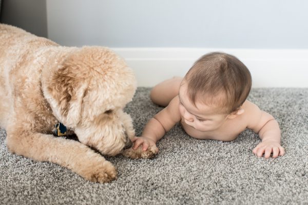 Golden Point Mini Goldendoodle