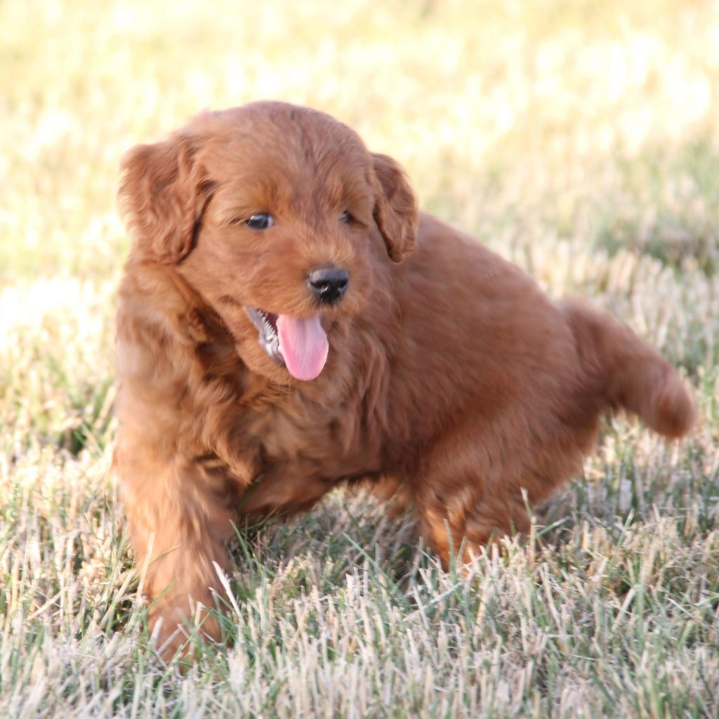 Golden Point Mini Goldendoodle