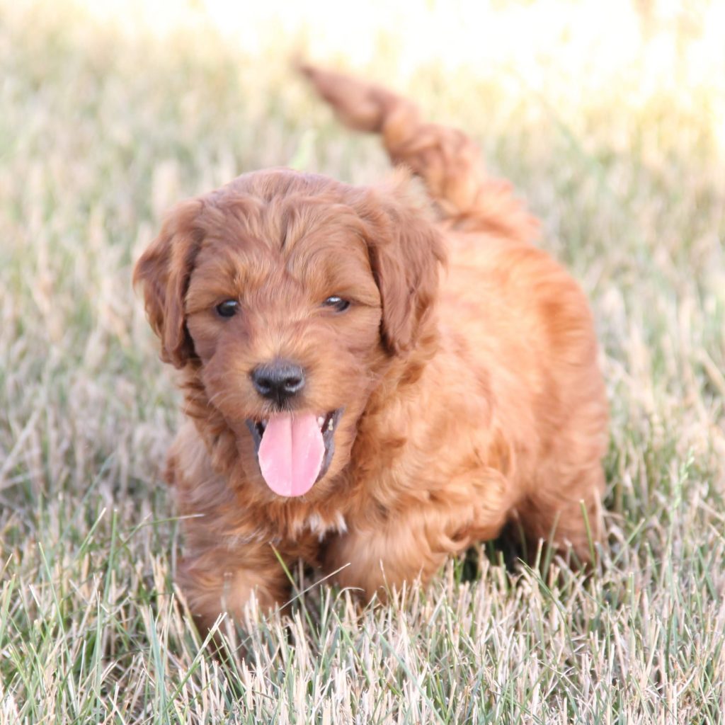 Golden Point Mini Goldendoodle