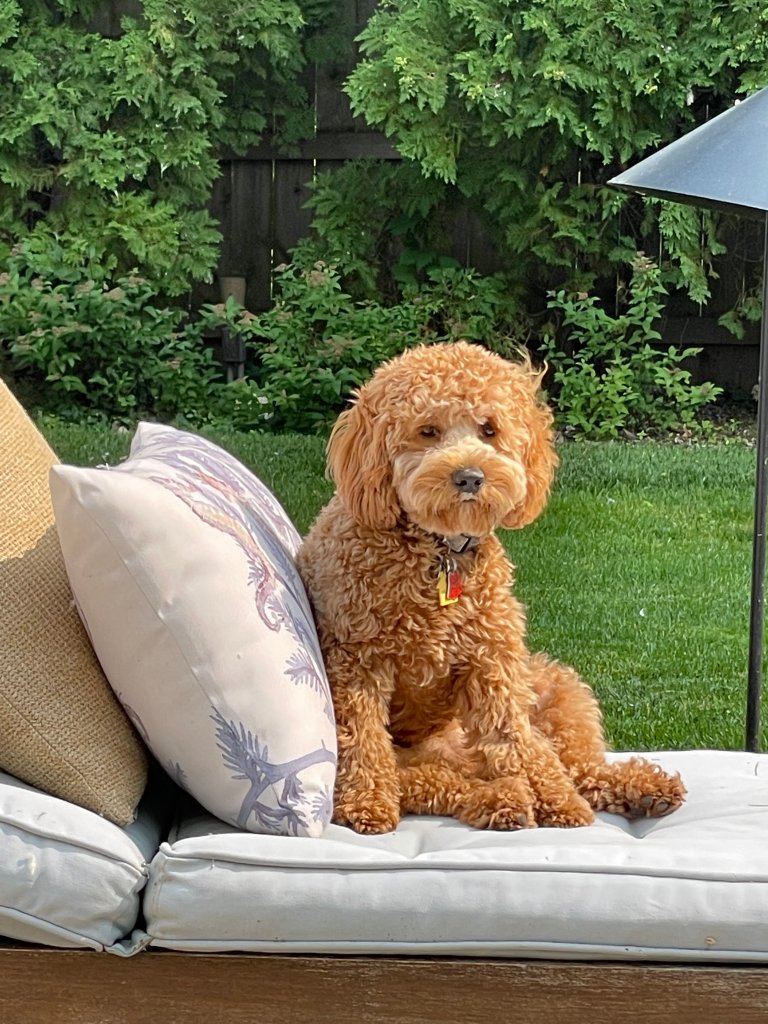 Golden Point Mini Goldendoodle