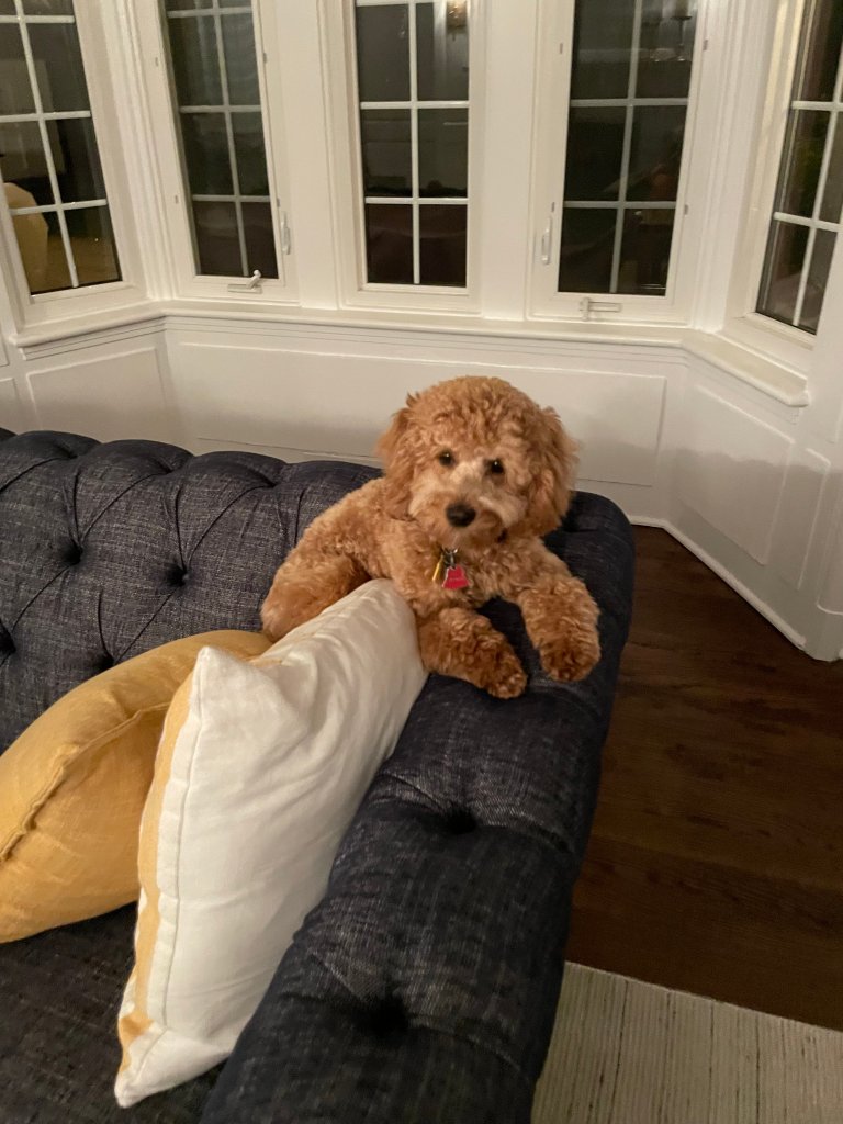 Golden Point Mini Goldendoodle