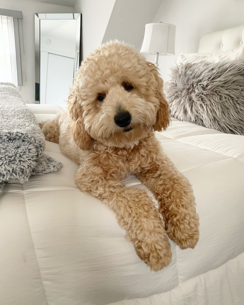 Golden Point Mini Goldendoodle