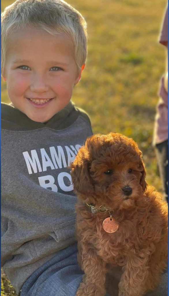 Golden Point puppy with a new family