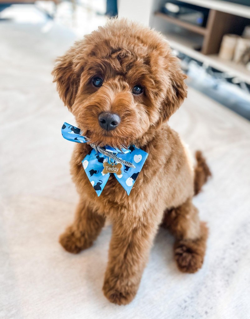 Golden Point Mini Goldendoodle