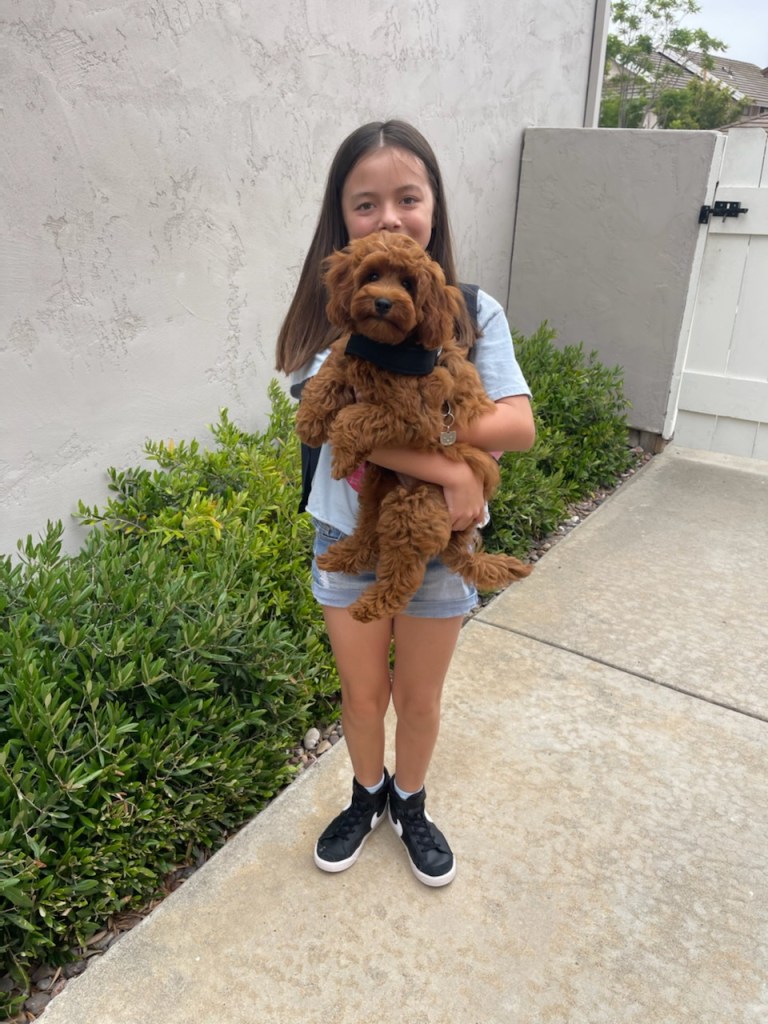 Golden Point puppy with a new family