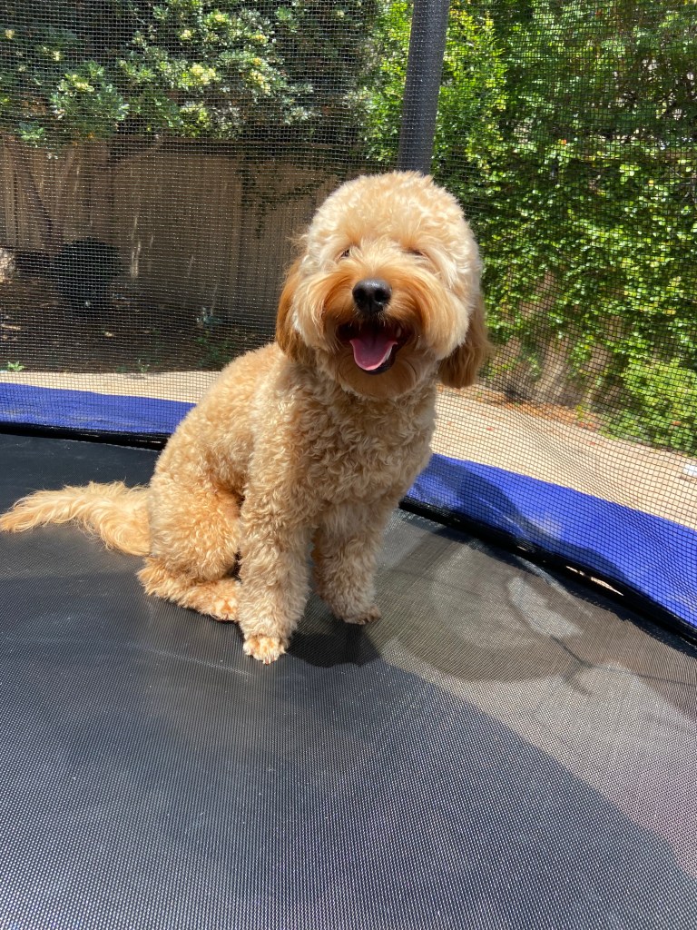 Golden Point Mini Goldendoodle