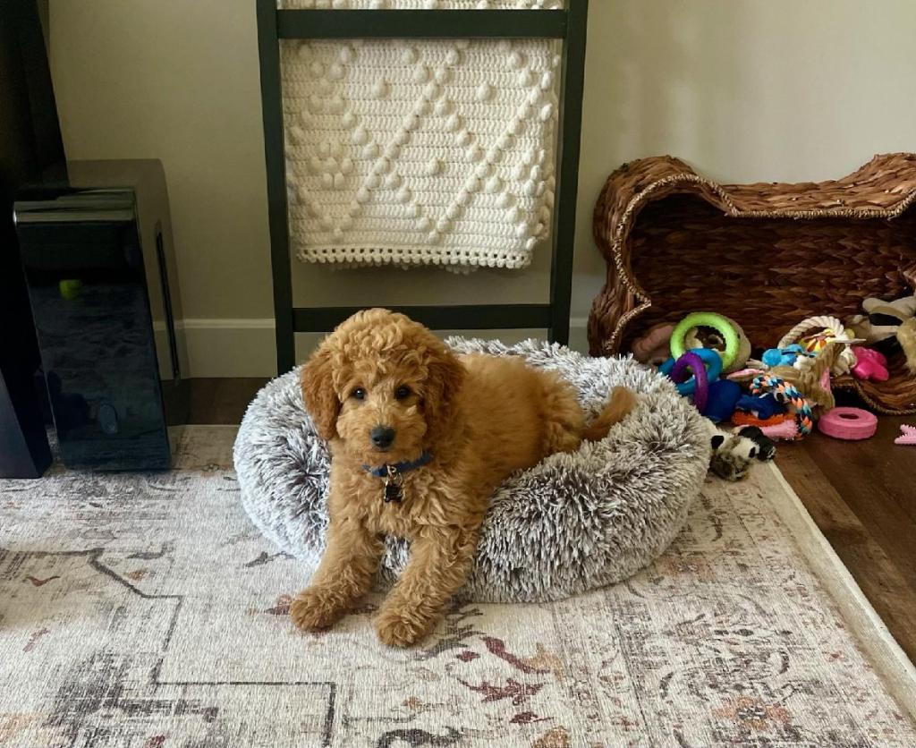 Golden Point Mini Goldendoodle