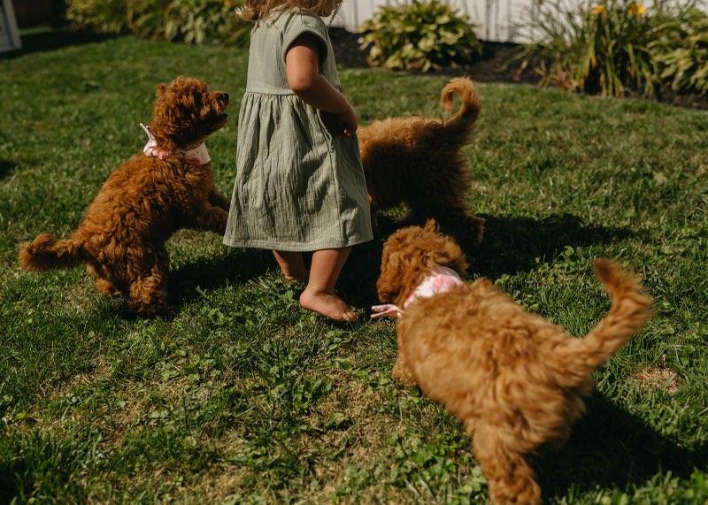 Golden Point Mini Goldendoodle