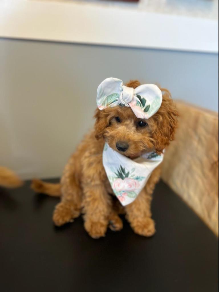 Golden Point Mini Goldendoodle